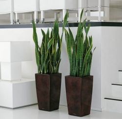 5 loai cay phong thuy vua hut doc to trong nha vua mang lai may man